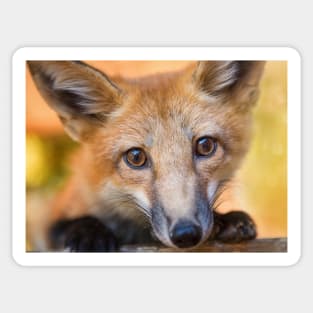 Kit Fox Portrait Sticker